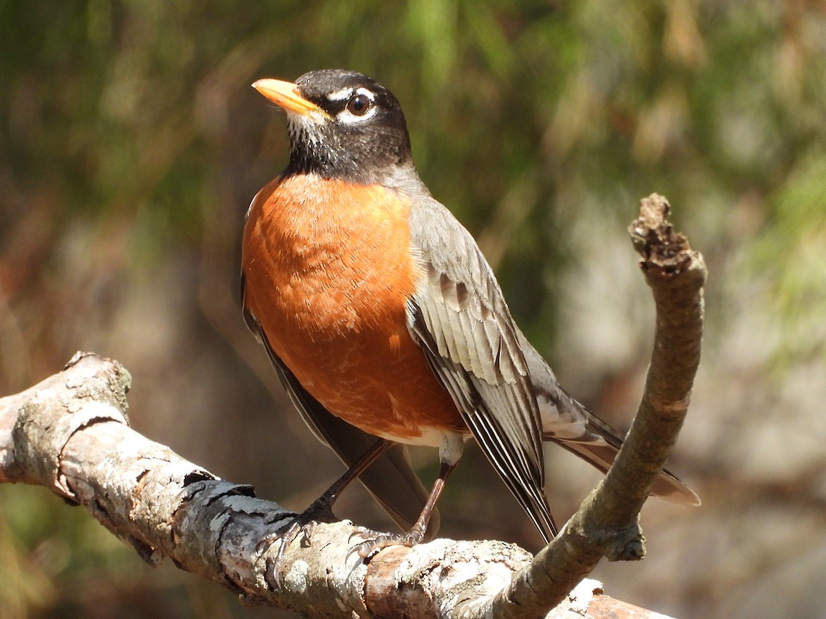 Göçmen Ardıç - ML647905329