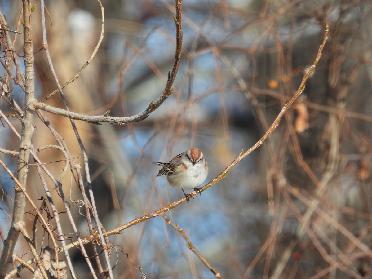 American Tree Sparrow - ML647905331