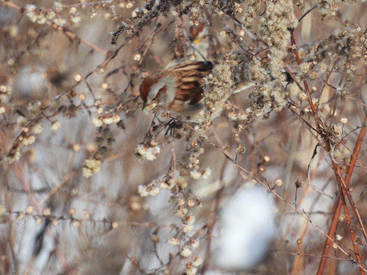 American Tree Sparrow - ML647905347