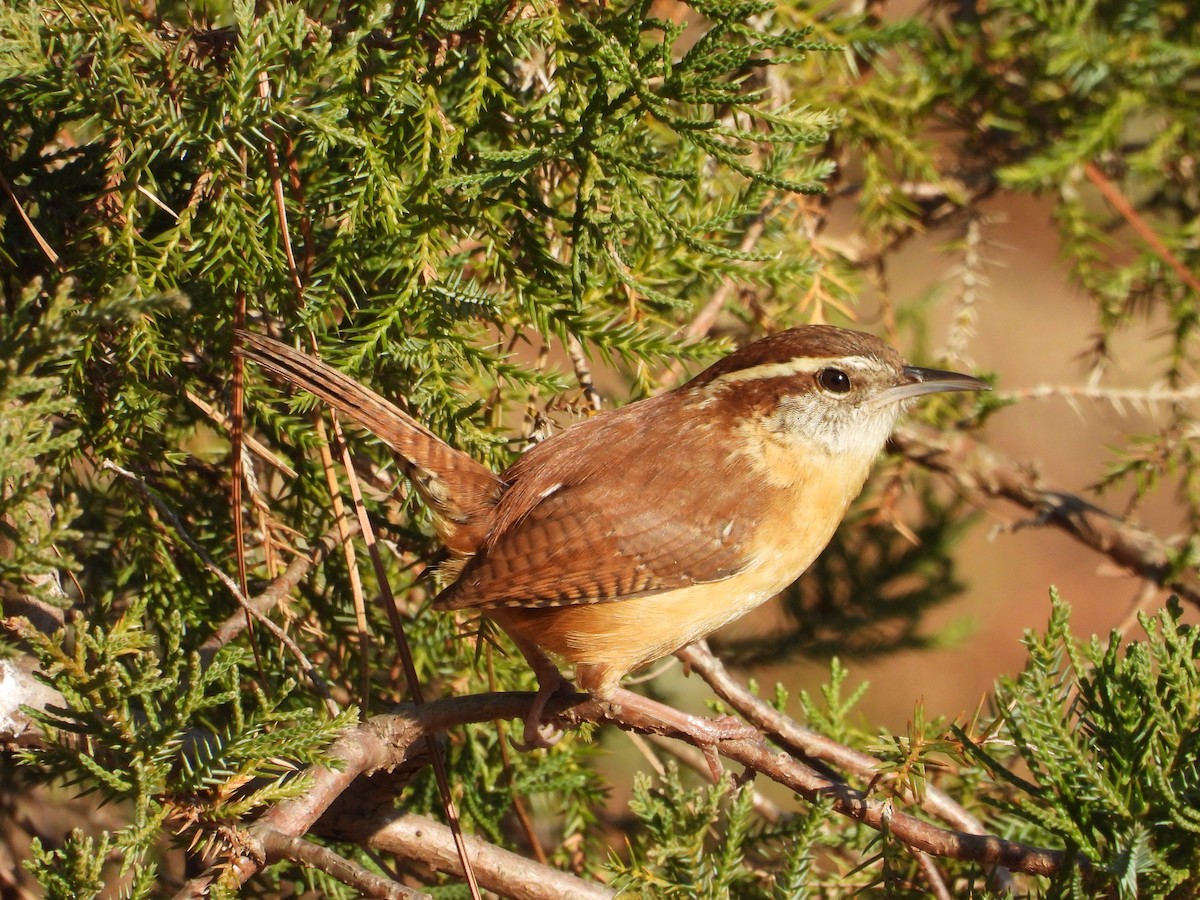 Karolina Çıtkuşu - ML647905353