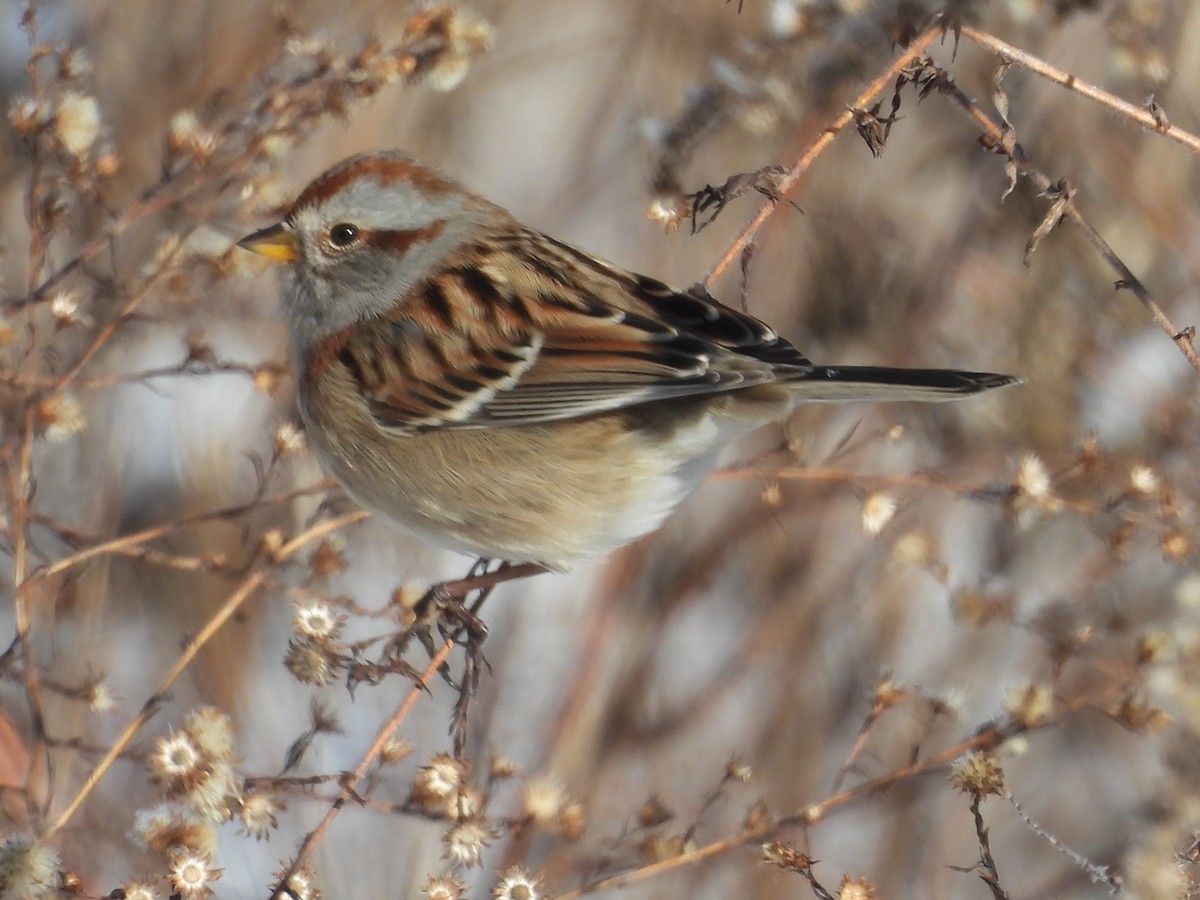 American Tree Sparrow - ML647905354