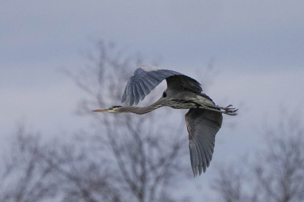 Great Blue Heron - ML647905363