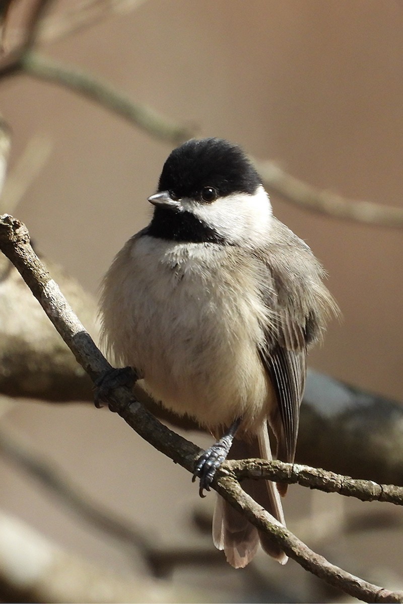 Karolina Baştankarası - ML647905388