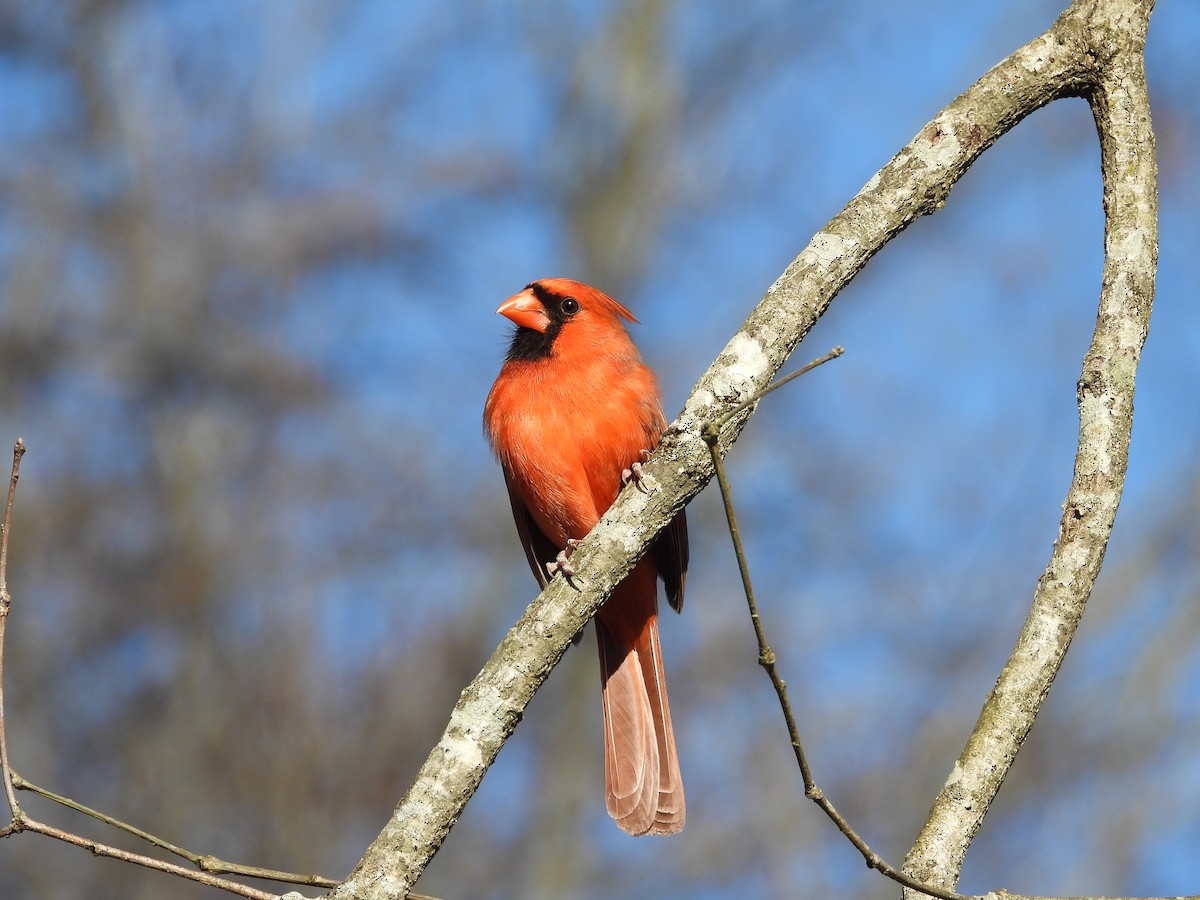 Kırmızı Kardinal - ML647905413