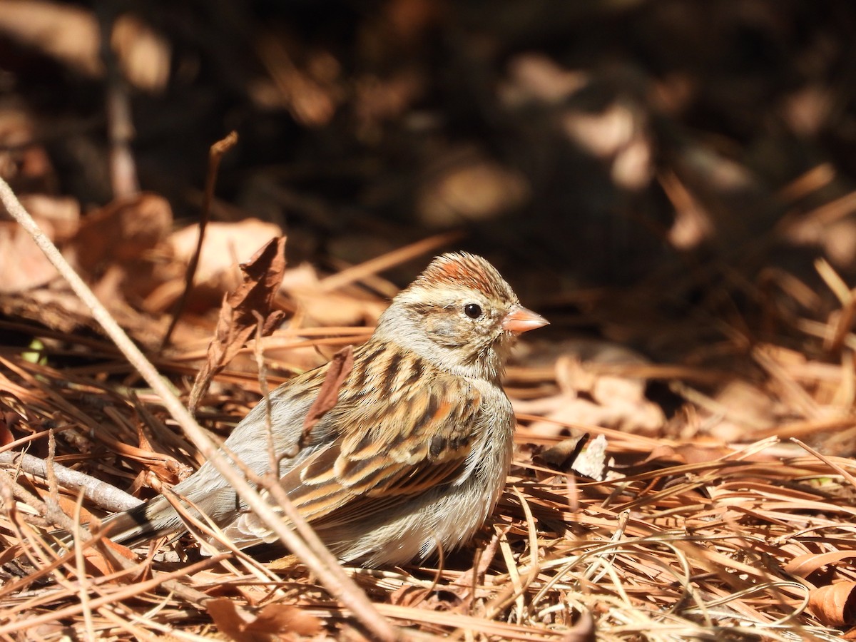 Cırcır Sesli Serçe - ML647905420