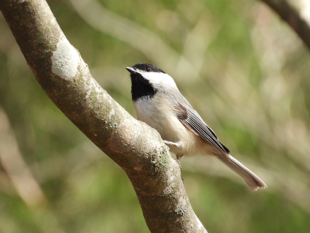 Karolina Baştankarası - ML647905431