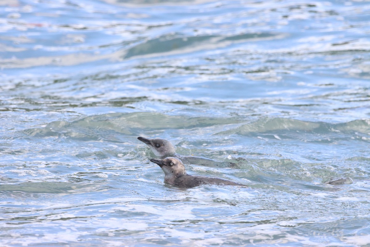 Пінгвін малий - ML647905435