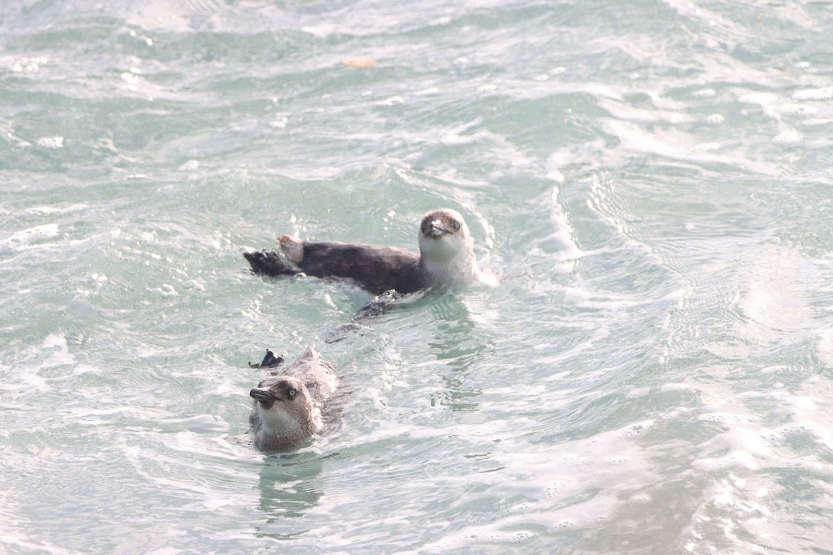 Пінгвін малий - ML647905436