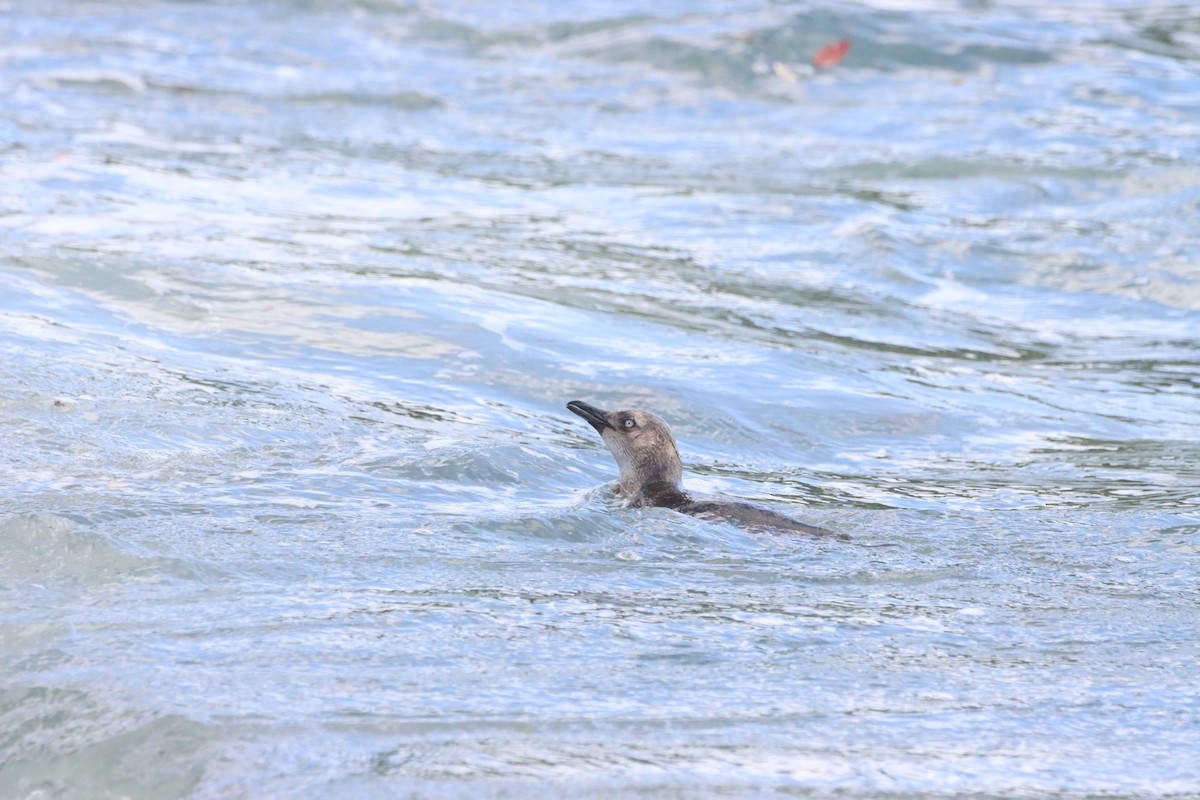 Пінгвін малий - ML647905437