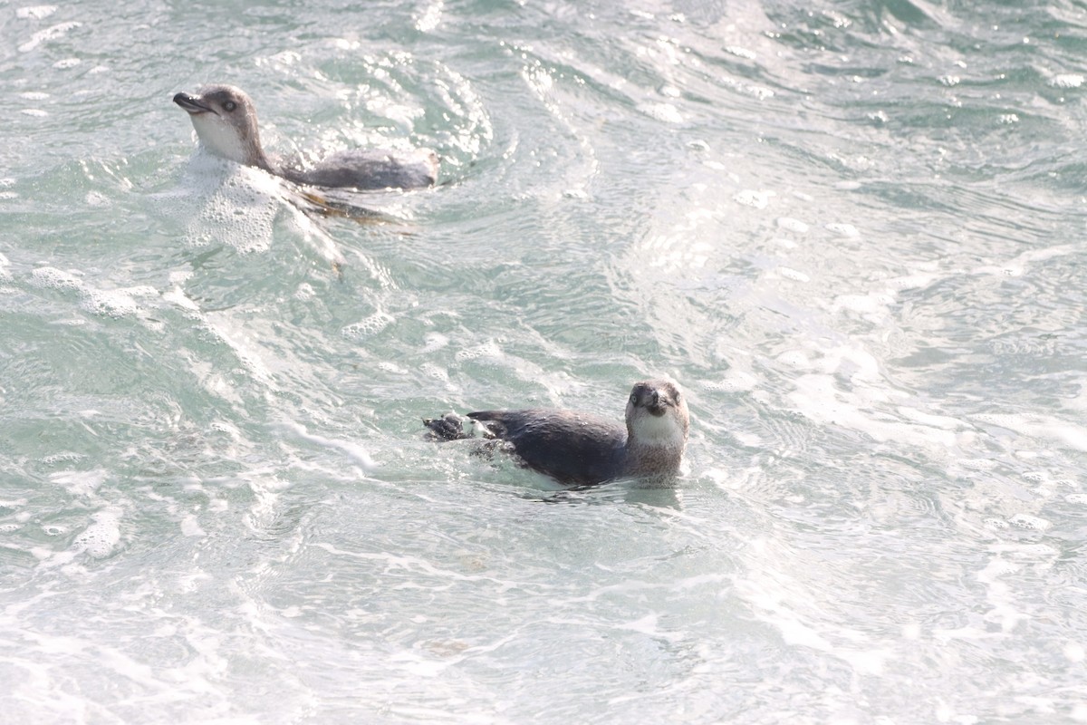 Пінгвін малий - ML647905438