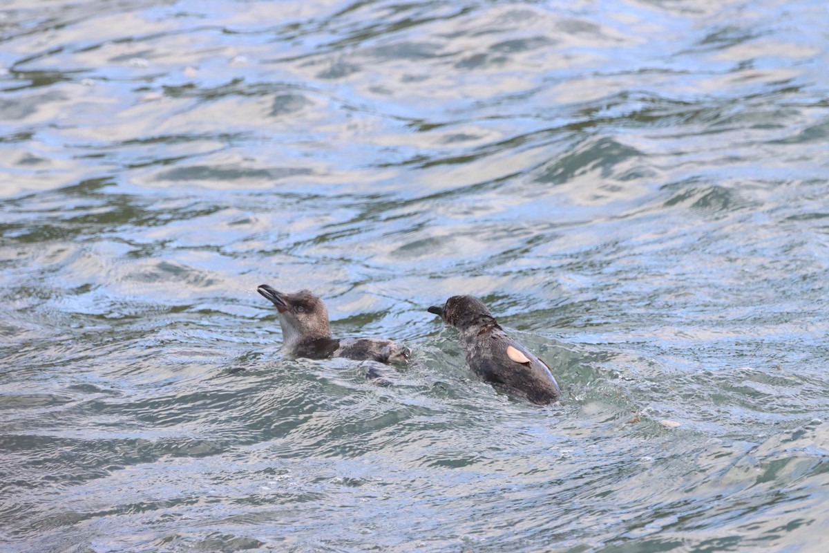 Пінгвін малий - ML647905439