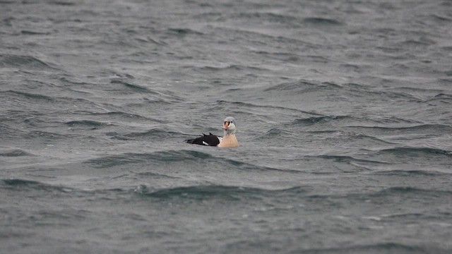 ケワタガモ - ML647905475