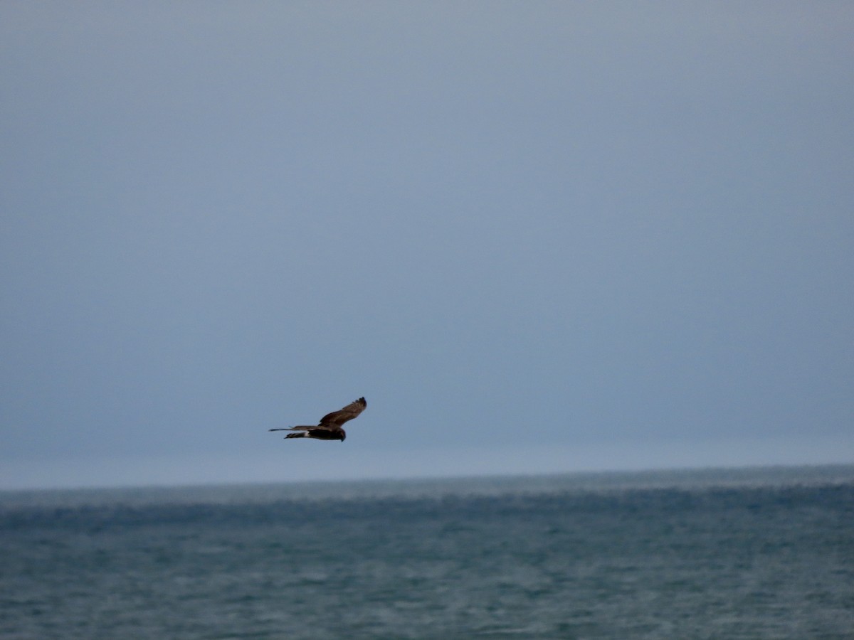 Northern Harrier - ML647905484