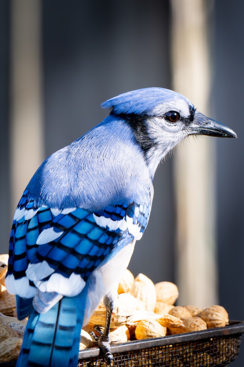 Blue Jay - ML647905490