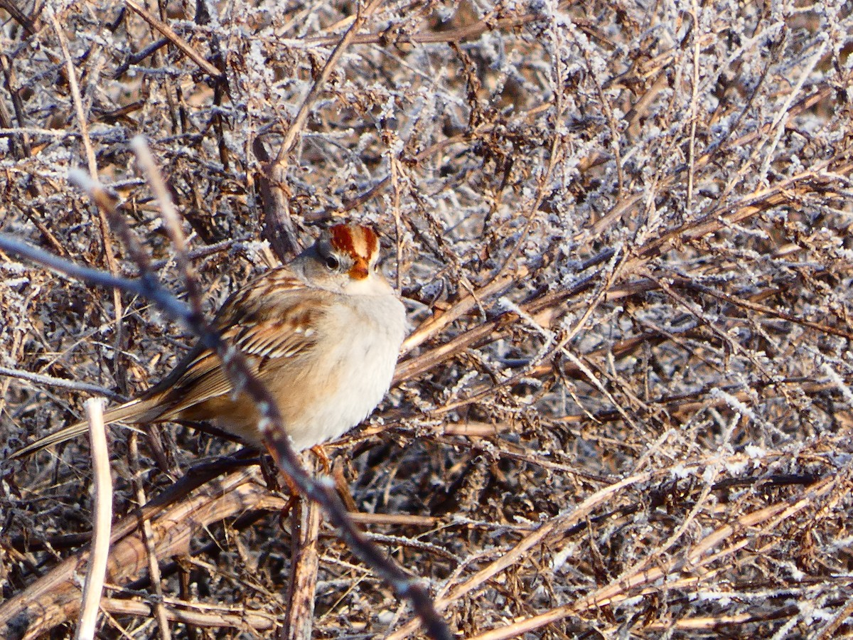 strnadec bělopásý - ML647905491