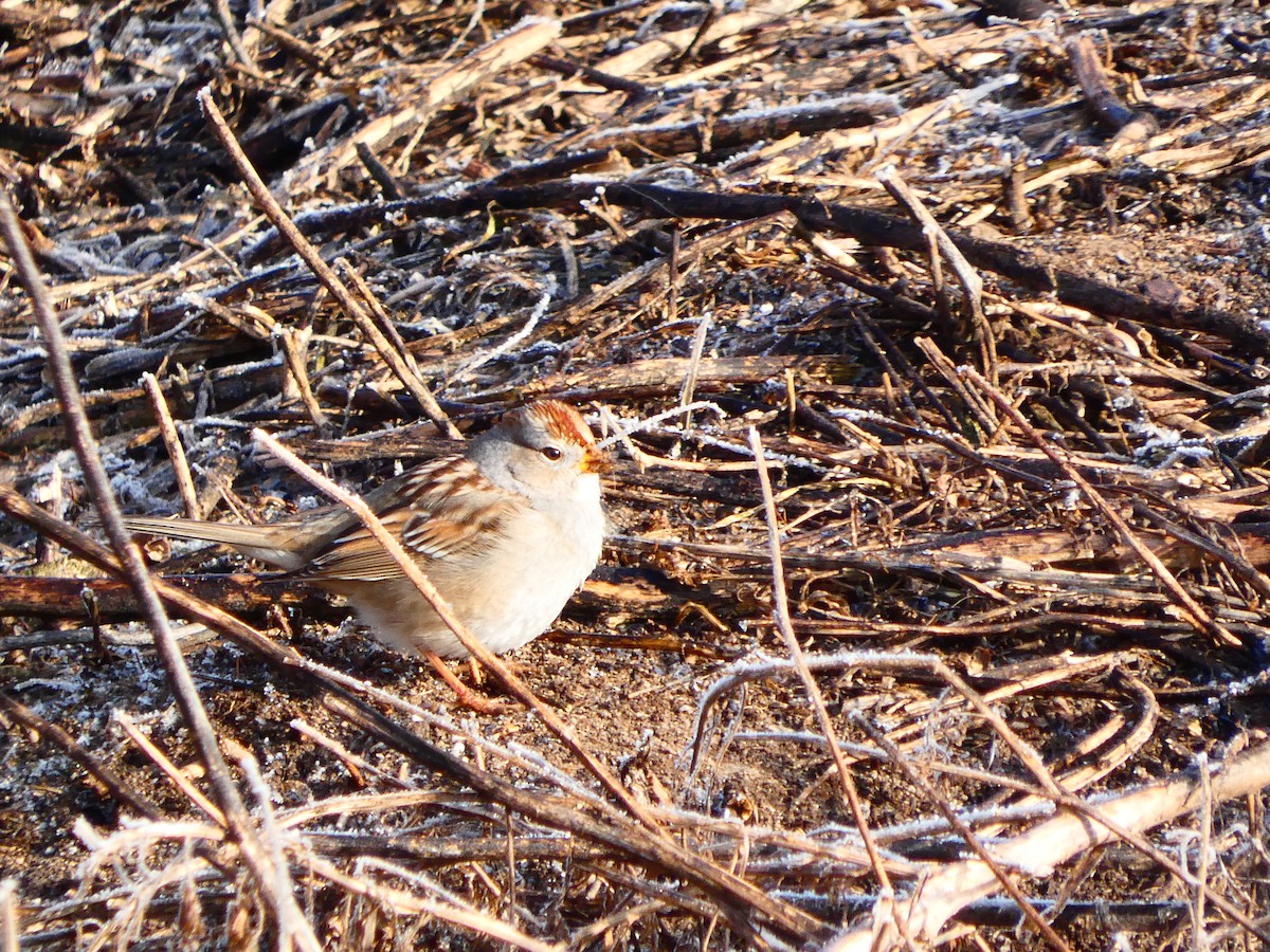 strnadec bělopásý - ML647905492