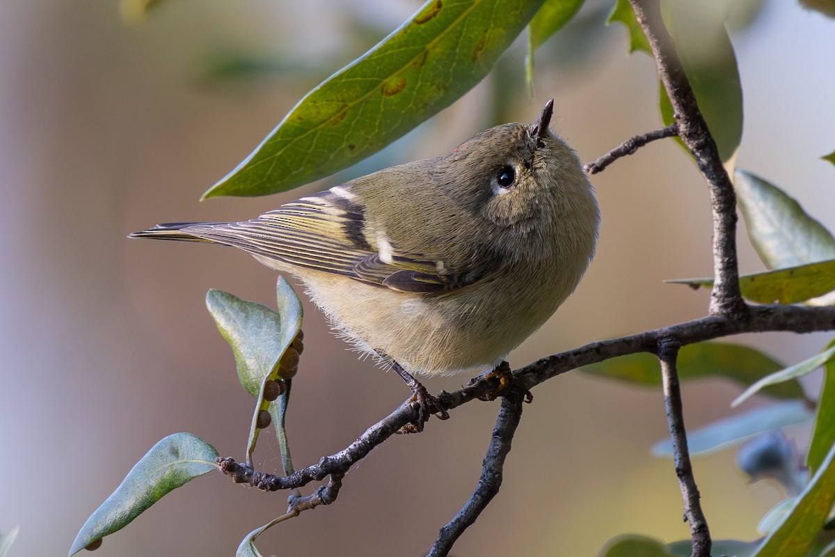 králíček americký - ML647905523