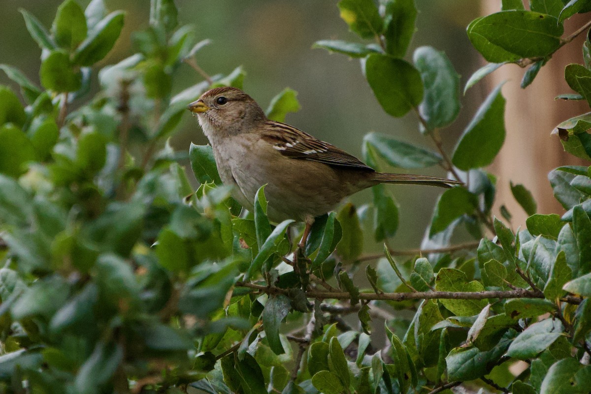 strnadec bělopásý - ML647905543