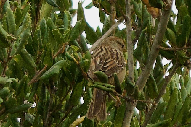 strnadec bělopásý - ML647905568