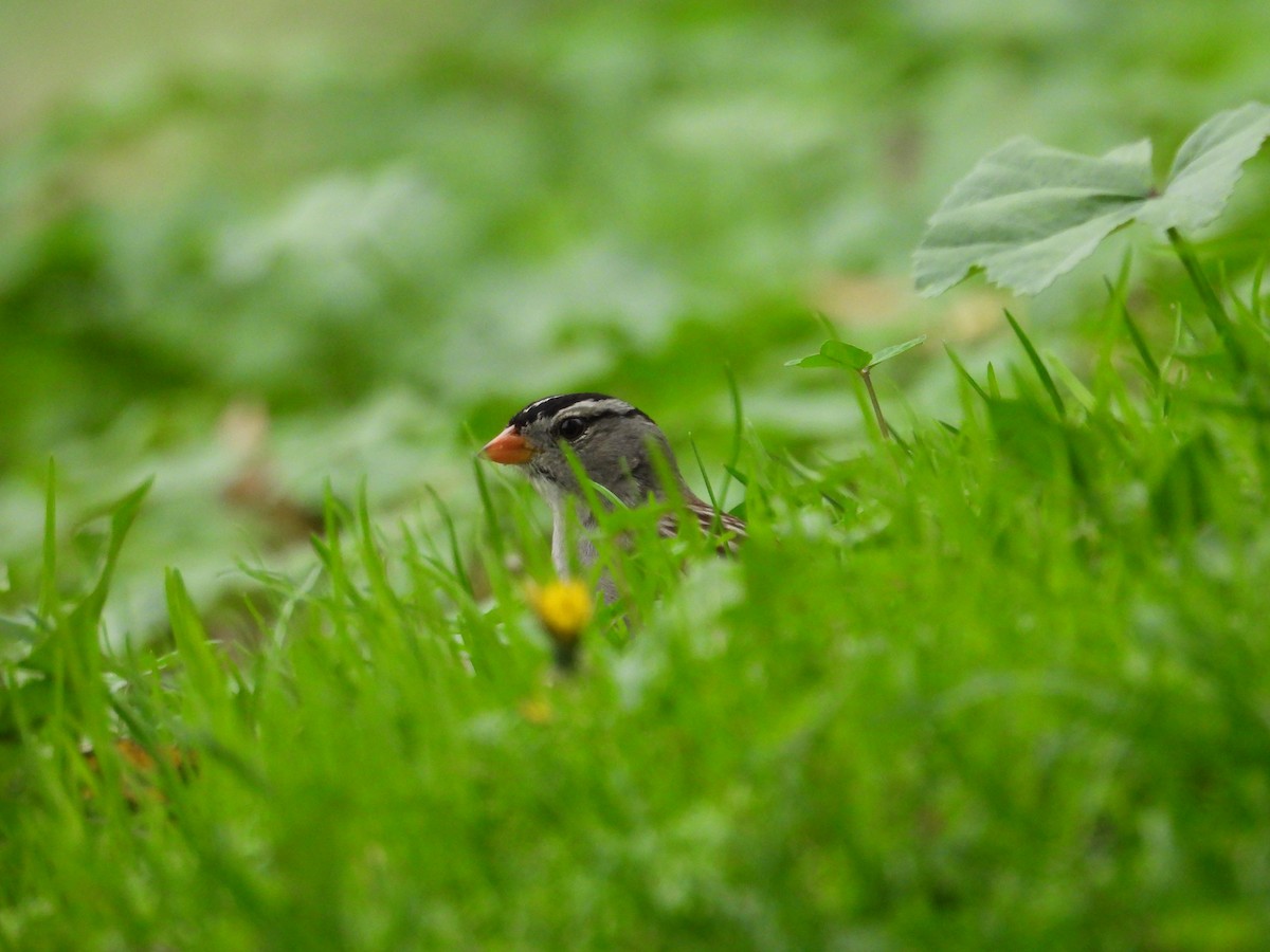 strnadec bělopásý - ML647905603