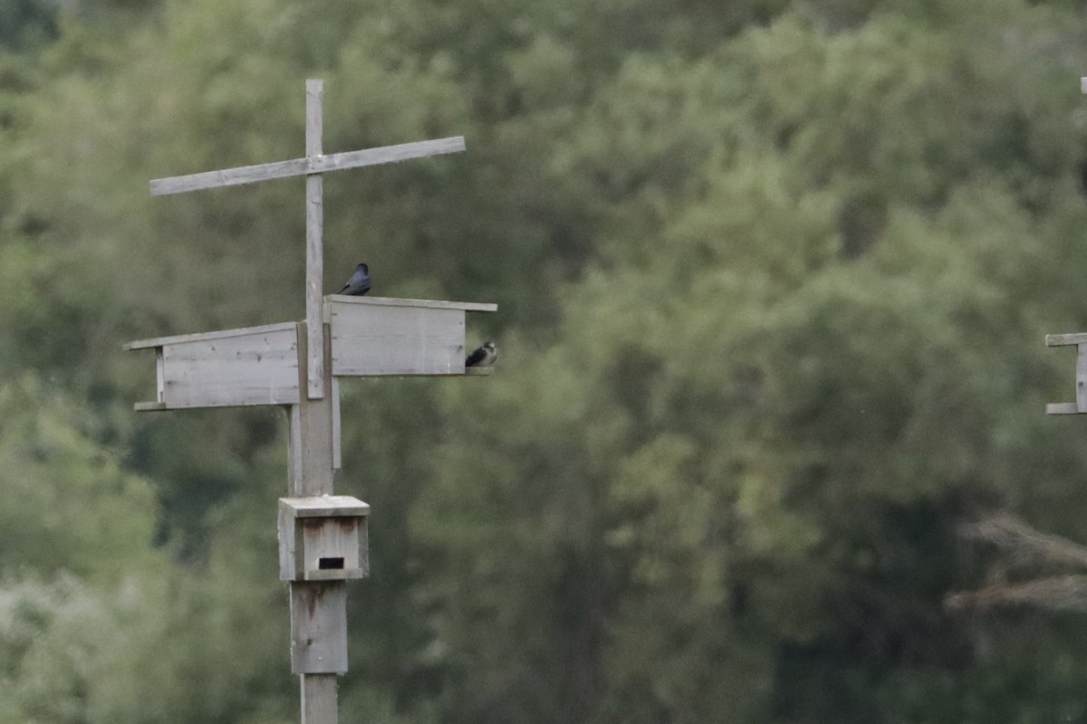 Purple Martin - ML647905605