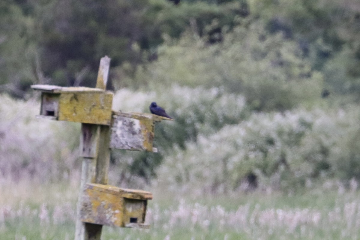 Purple Martin - ML647905606