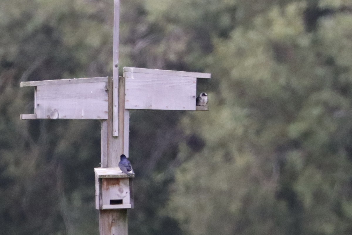 Purple Martin - ML647905607