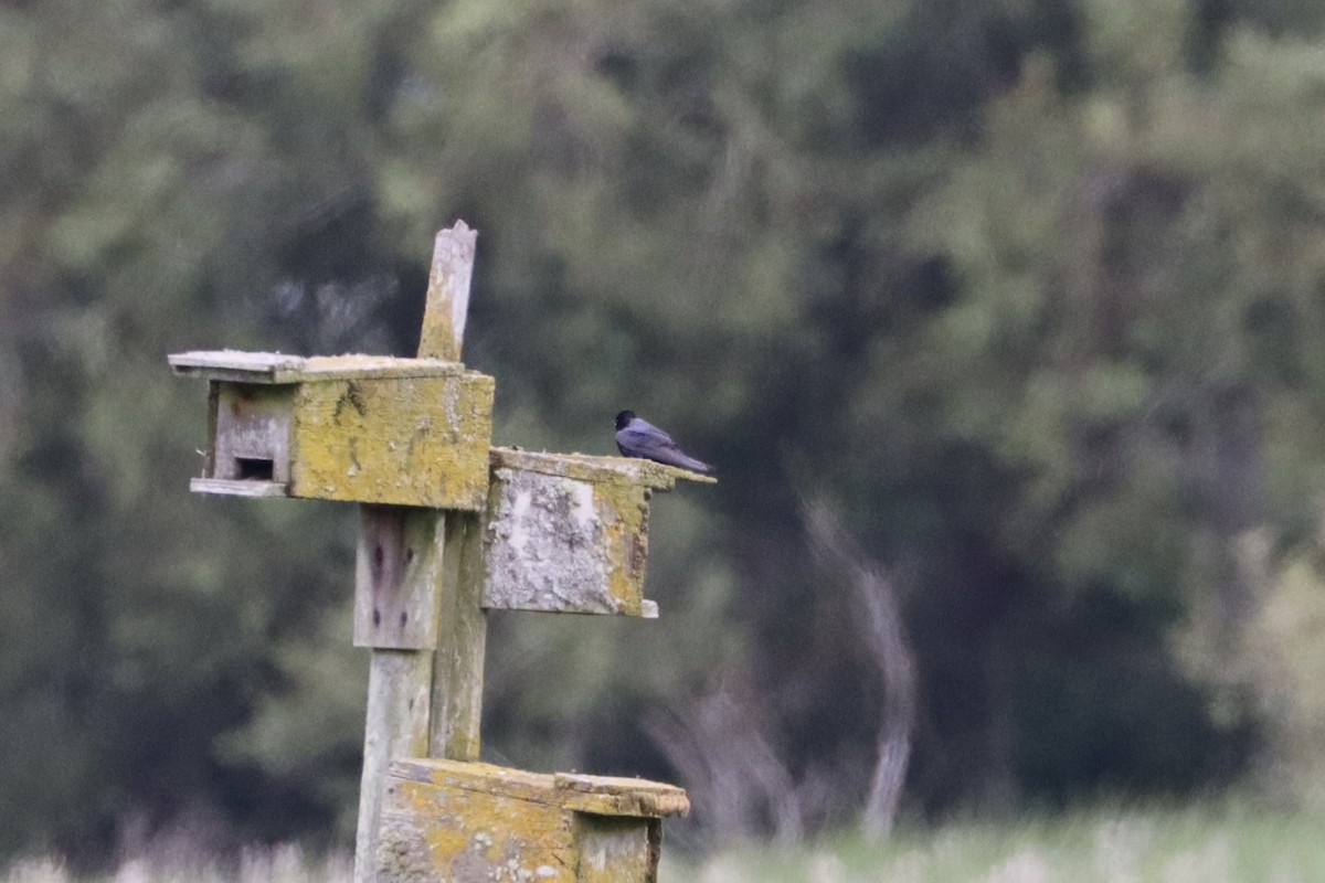 Purple Martin - ML647905608