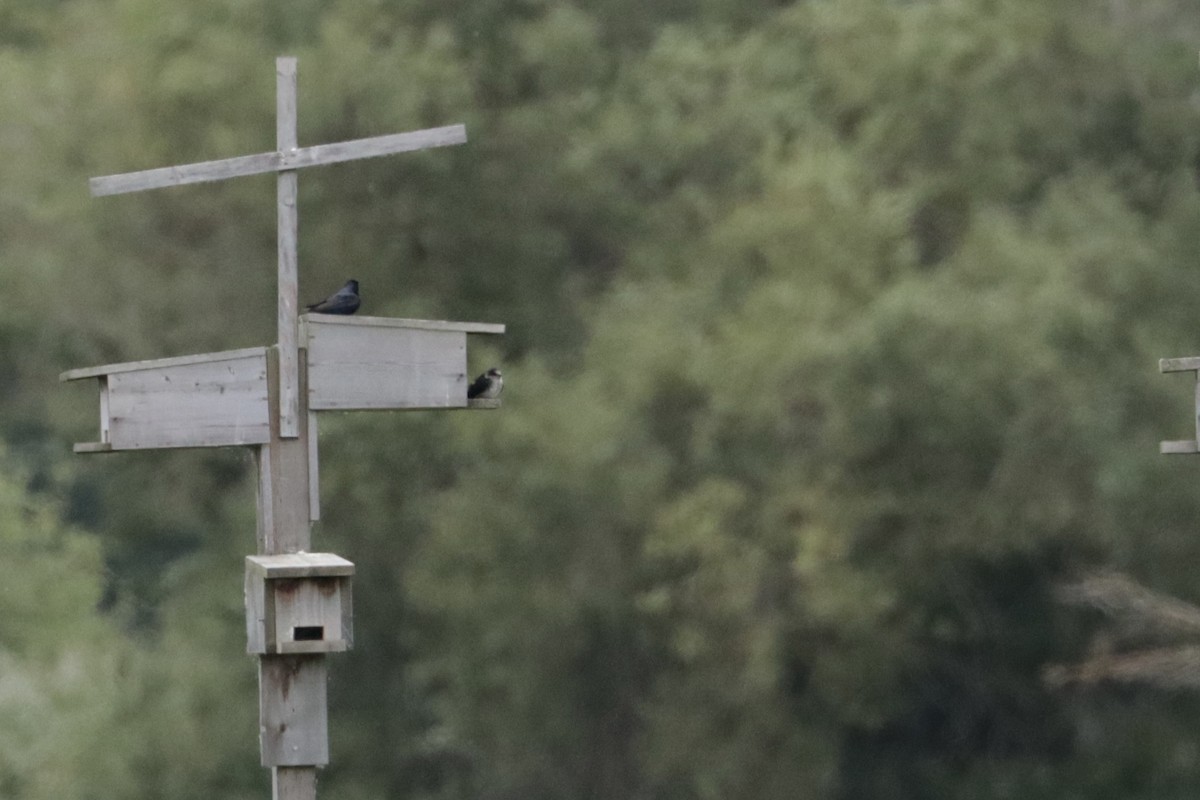 Purple Martin - ML647905609