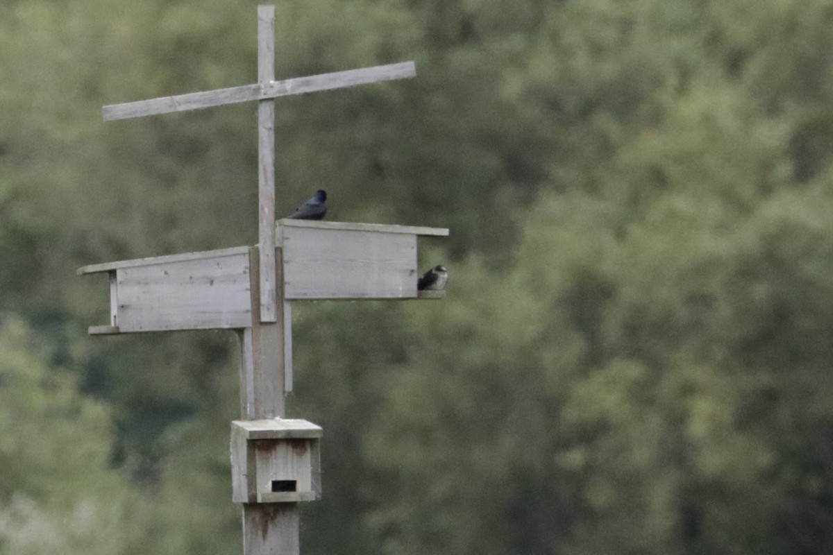 Purple Martin - ML647905610