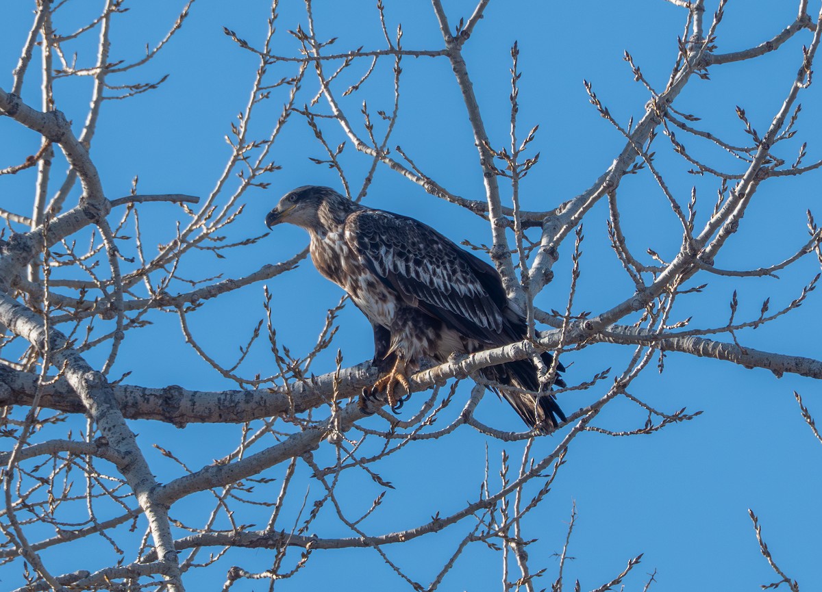 Bald Eagle - ML647905633