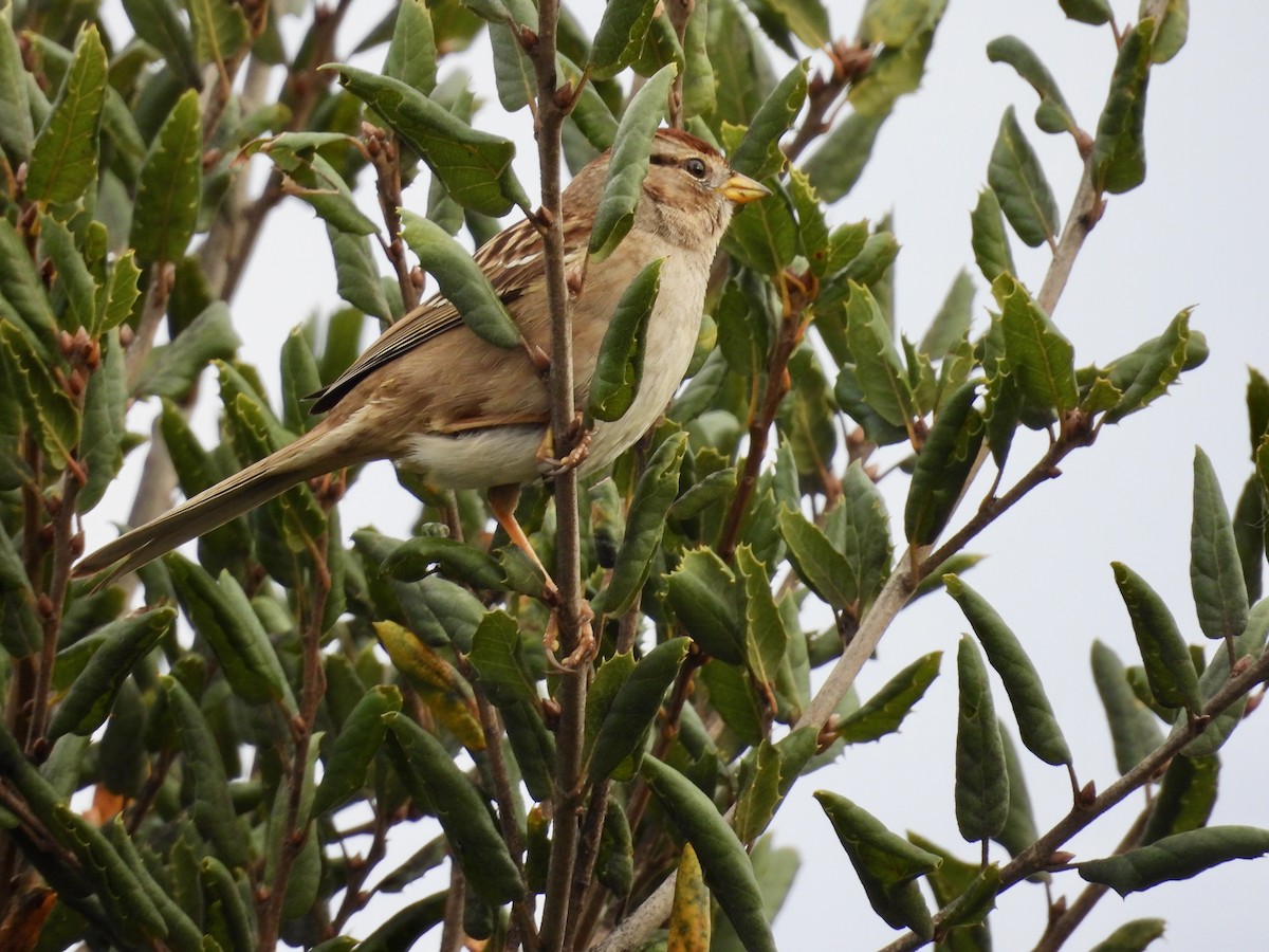 strnadec bělopásý - ML647905640