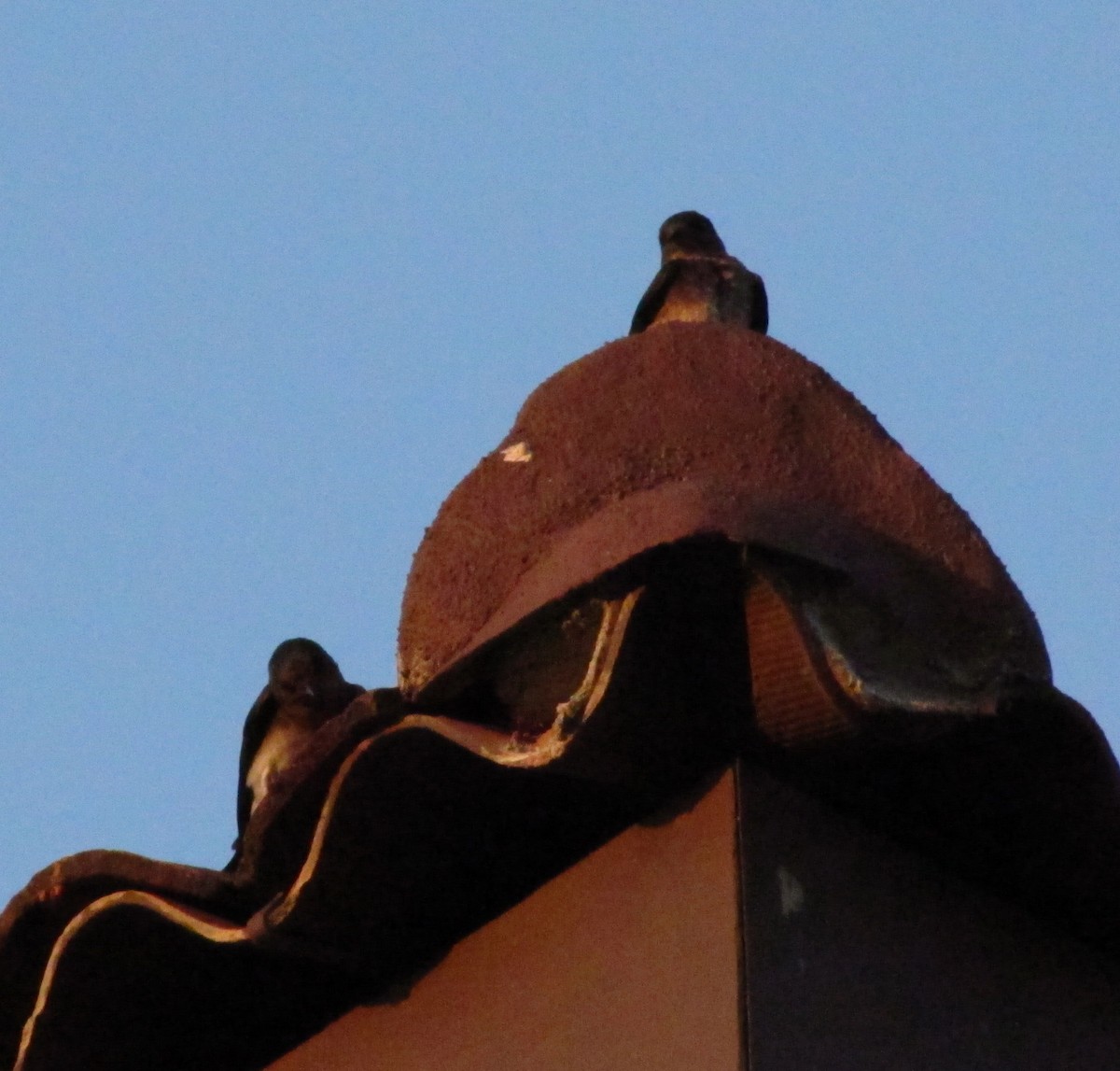 Ластівка сільська - ML647905644