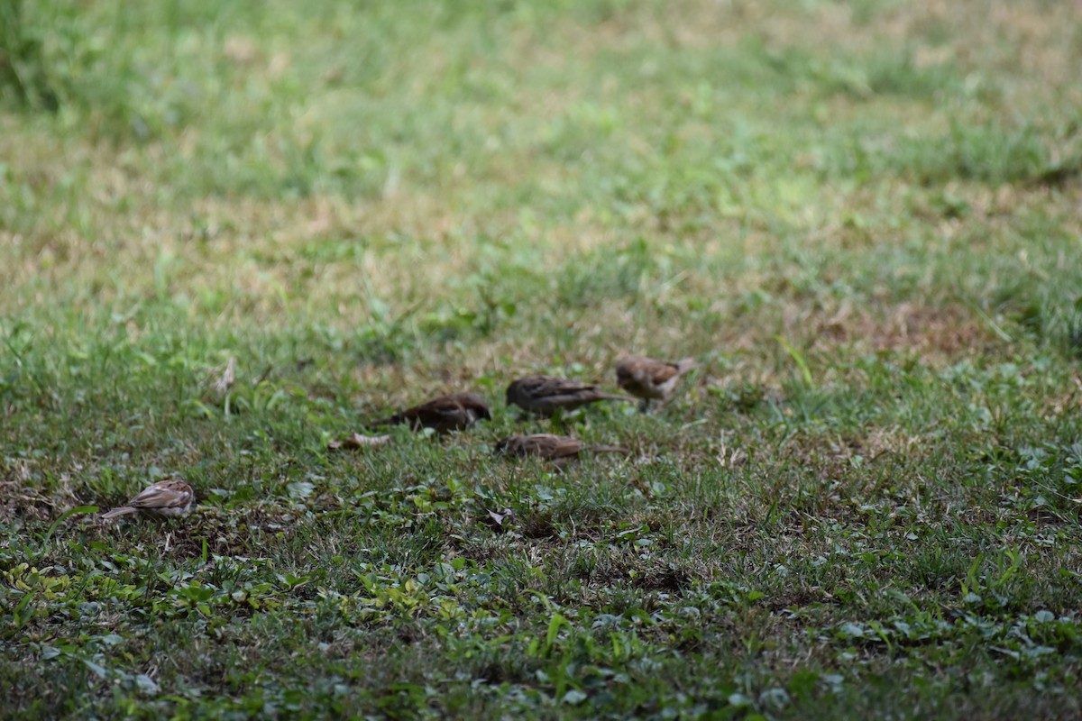 House Sparrow - ML647905645