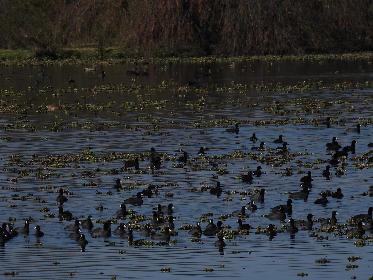 American Coot - ML647905647