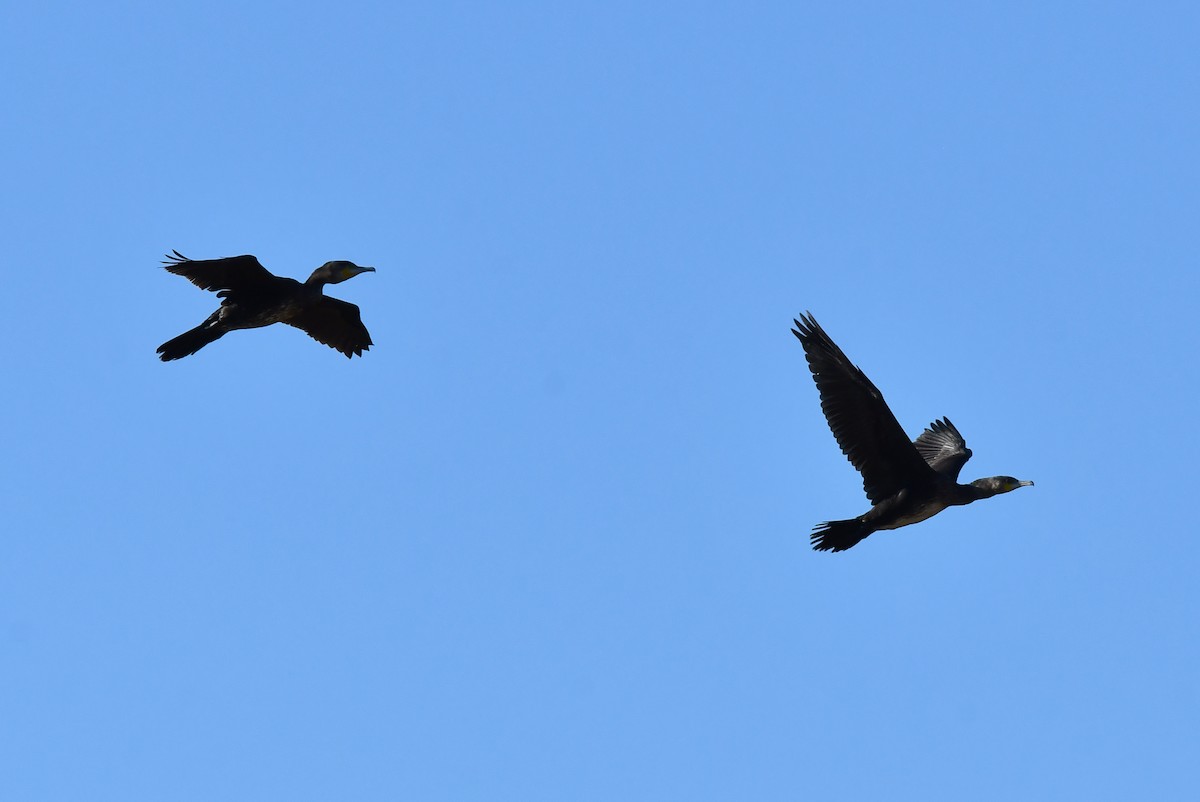 Great Cormorant - ML647905649