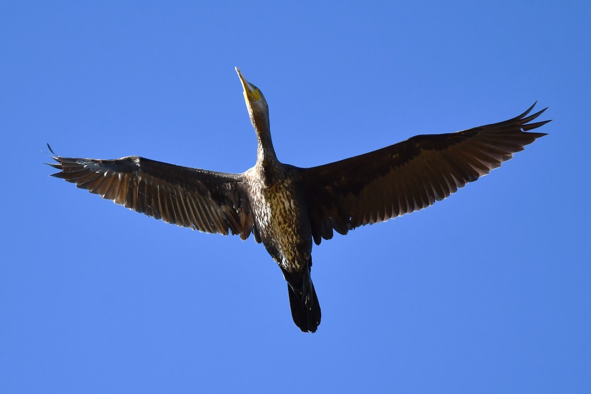 Great Cormorant - ML647905650