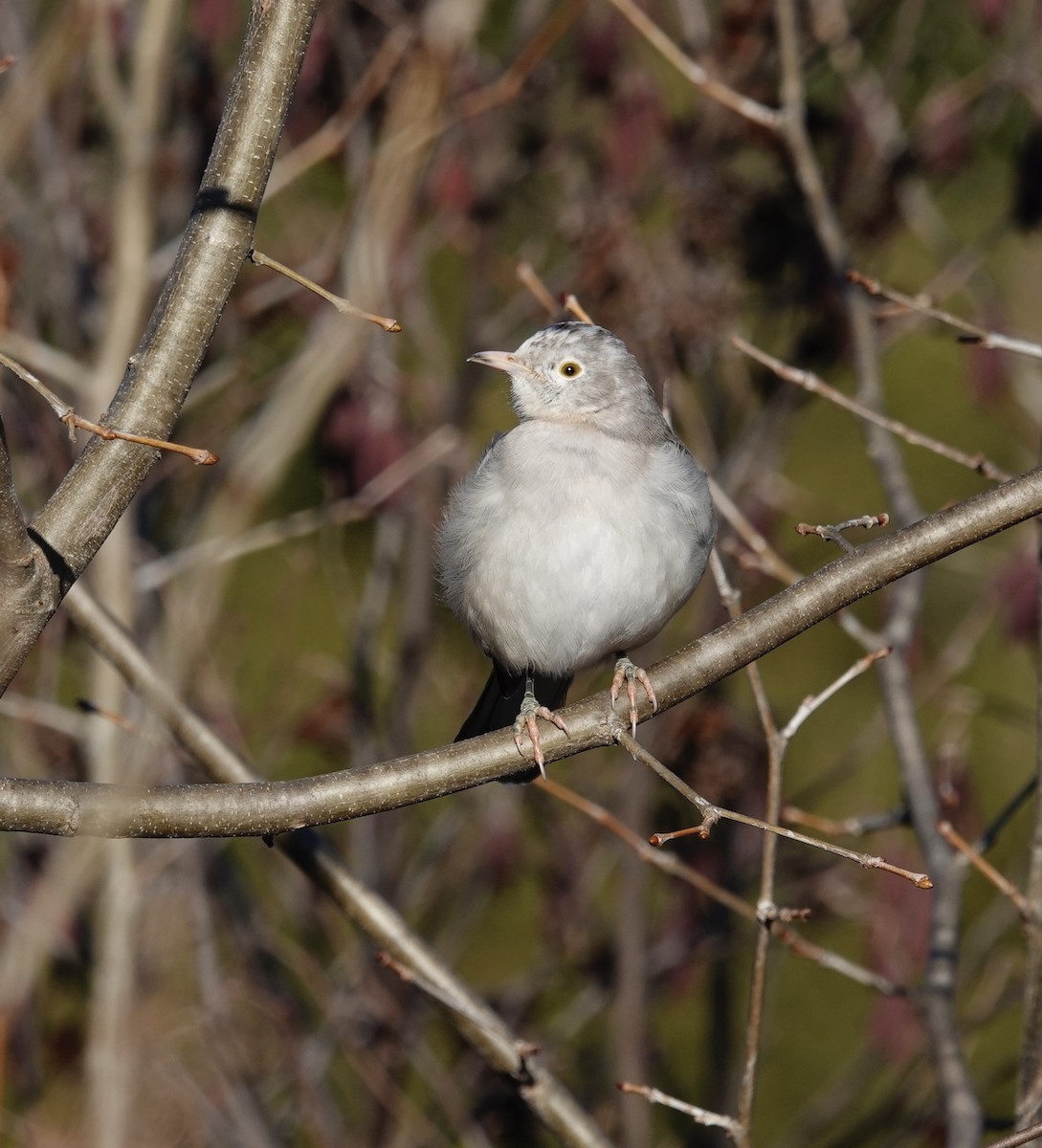 Northern Mockingbird - ML647905652