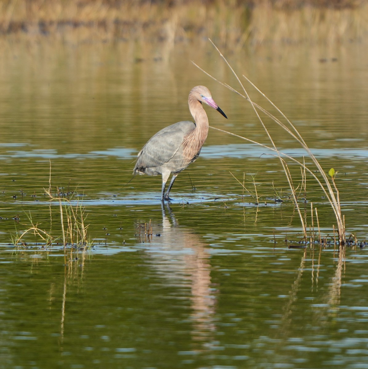 Reddish Egret - ML647905654