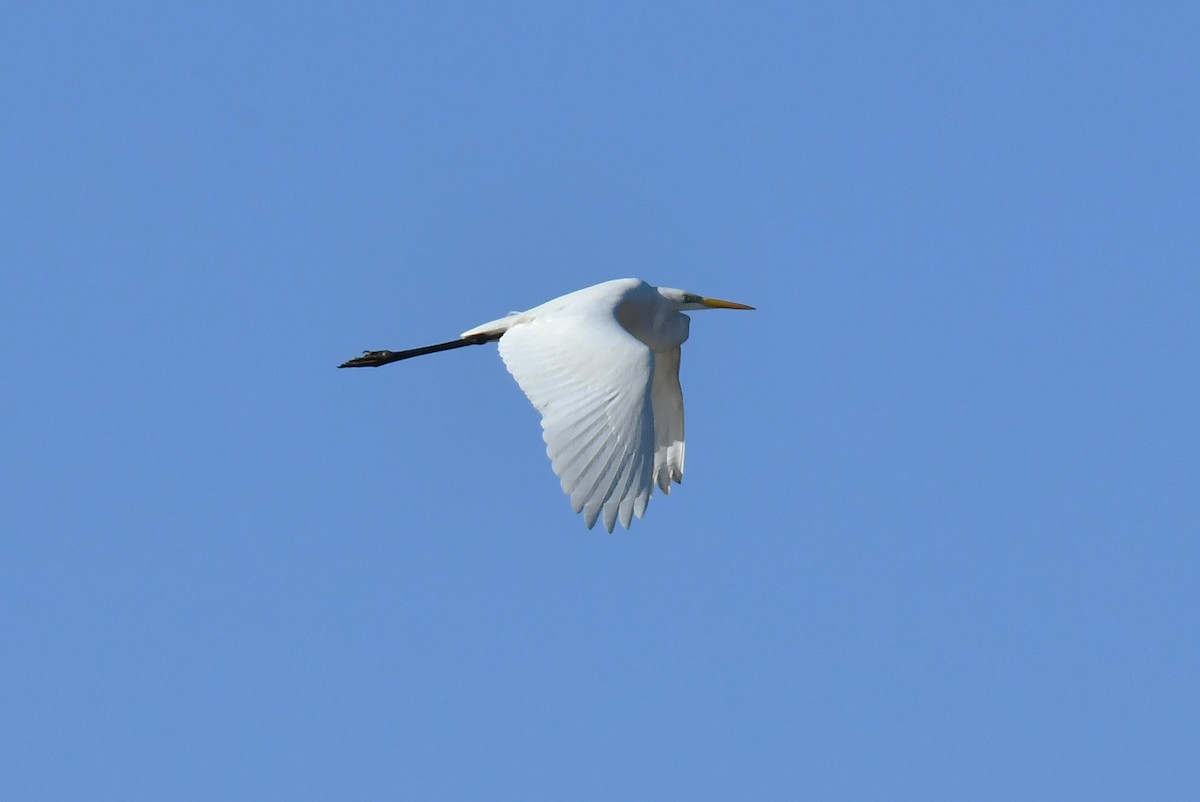 Great Egret - ML647905657