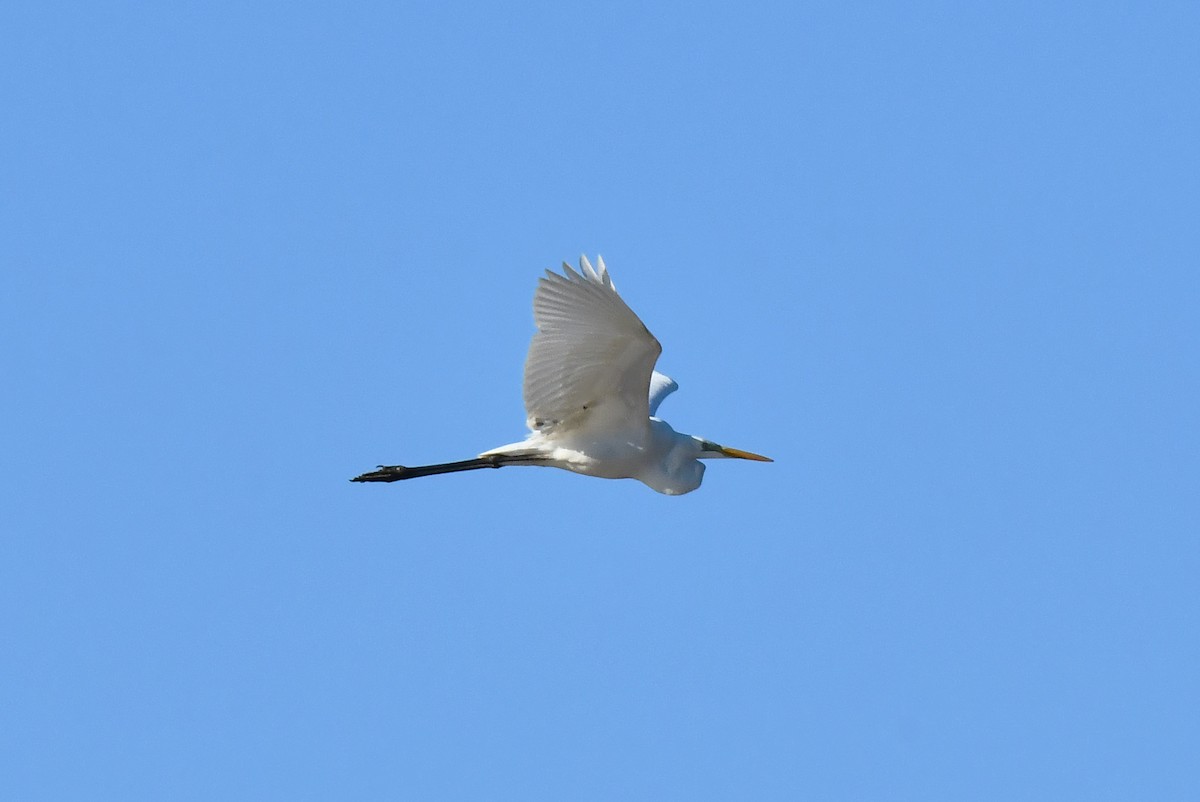 Great Egret - ML647905658