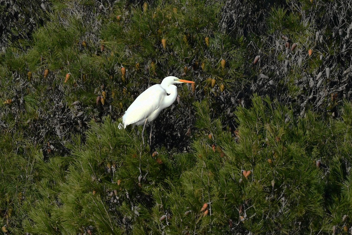 Great Egret - ML647905659