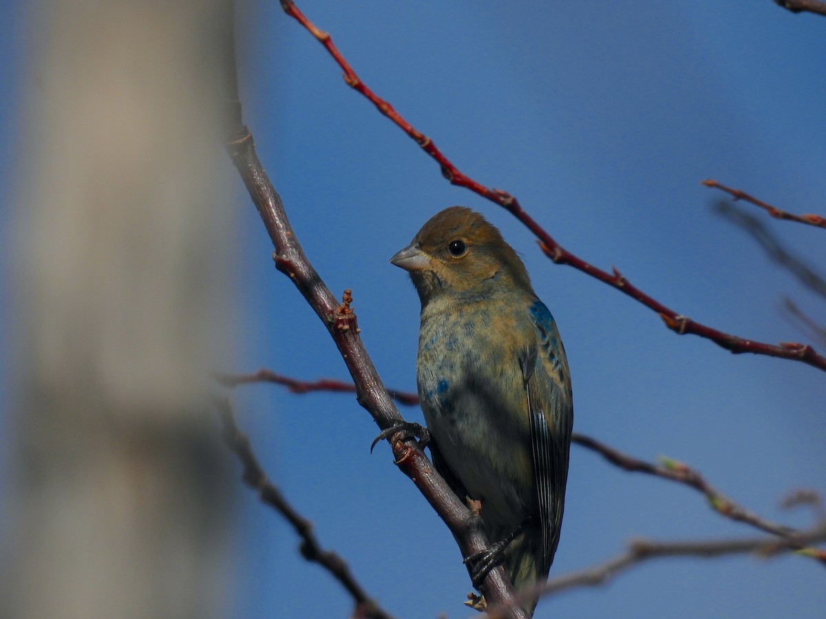 Lazuli Bunting - ML647905660