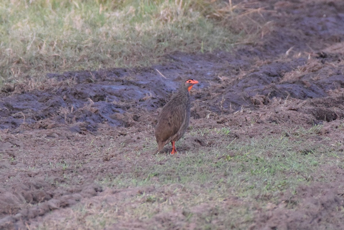 Red-necked Spurfowl - ML647905662
