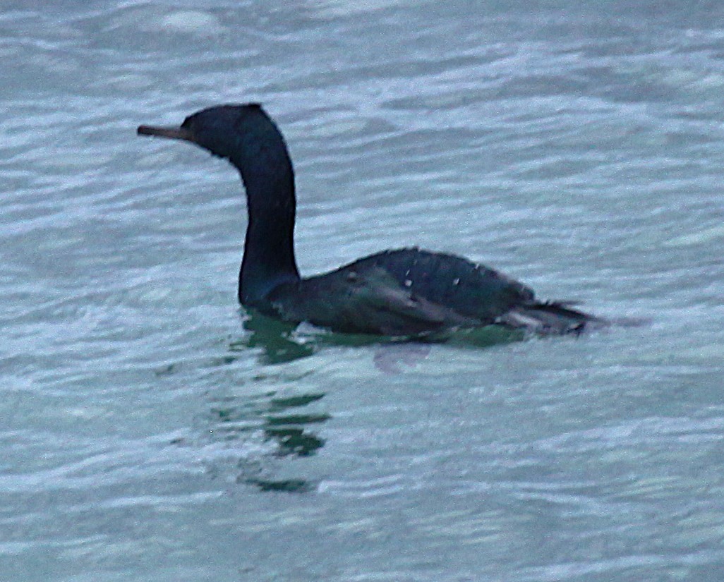 Pelagic Cormorant - ML647905663