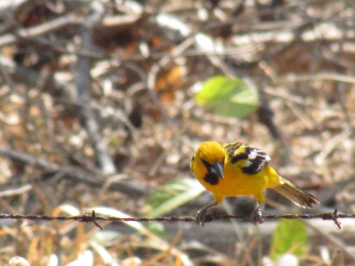 Streak-backed Oriole - ML647905664