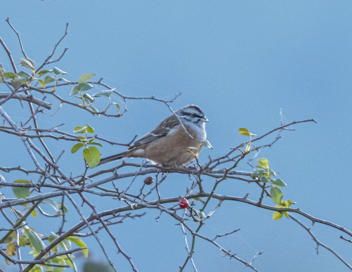 Rock Bunting - ML647905666