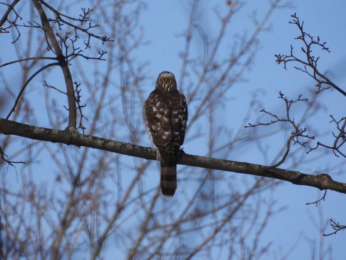 Cooper's Hawk - ML647905667