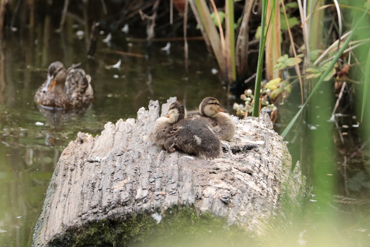 Mallard - ML647905669