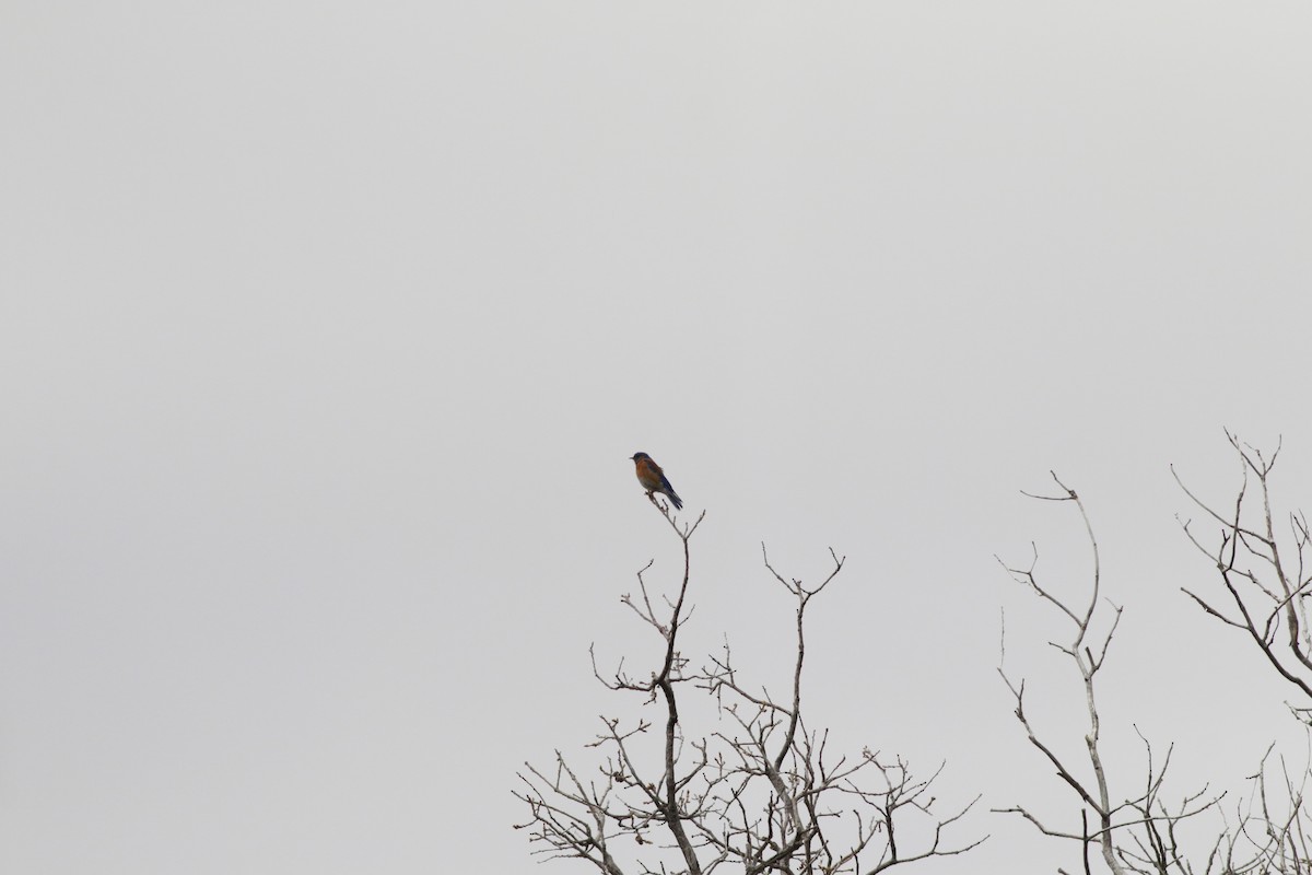 Western Bluebird - ML647905670